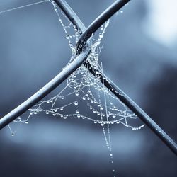 Close-up of wet spider web during winter