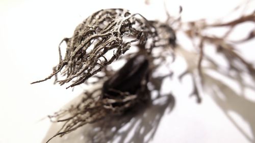 Close-up of dried plant over white background