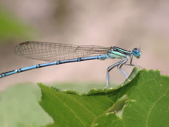 Close-up of dragonfly on leaf