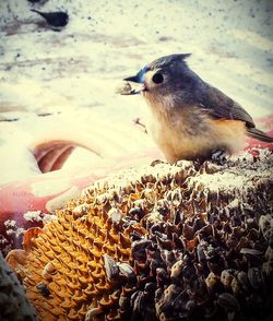 Close-up of bird on beach