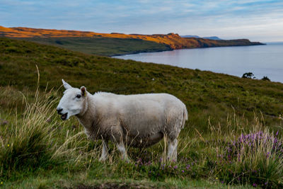 Sheep in a field