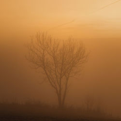 Bare tree on field against orange sky