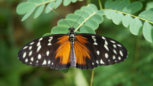 Close-up of butterfly on plant