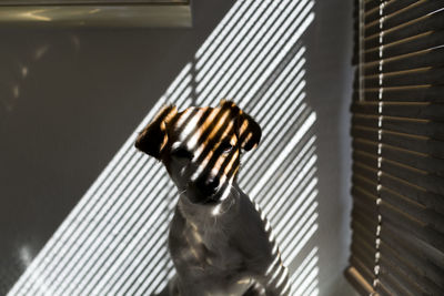 Portrait of dog by window