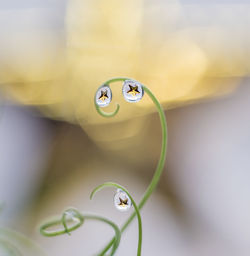 Close-up of yellow water drop on plant