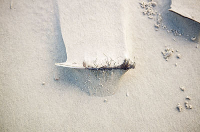 High angle view of fish on beach