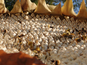 Close-up of bee in sunflower