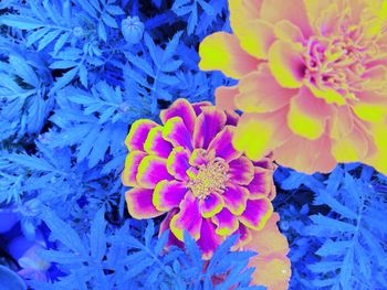 Close-up of pink flowers