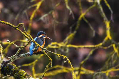 Close-up of bird perching on branch