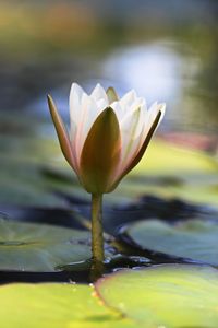 Close-up of lotus water lily in pond