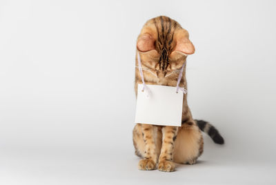 Portrait of a bengal cat with a cardboard white banner around his neck on a white background.