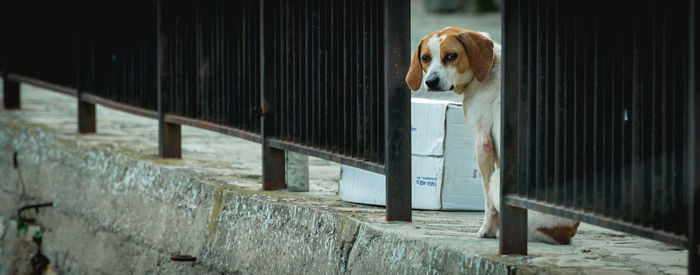 Portrait of a dog looking away