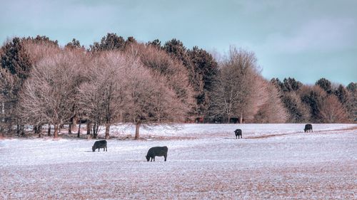 View of horses on snow covered field