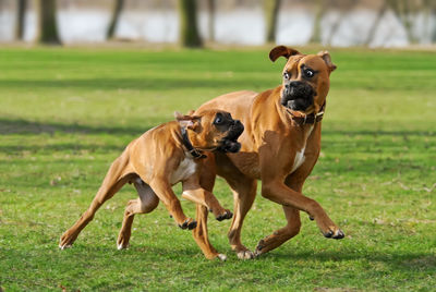 Dog on field