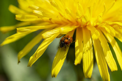 Close-up of bee pollinating on yellow flower