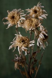 Close-up of wilted flower