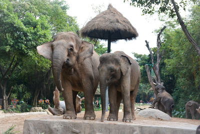 Elephant by trees against sky