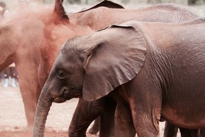Close-up of elephant drinking