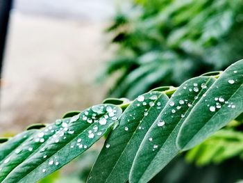 Close-up of water drops on leaves during rainy season