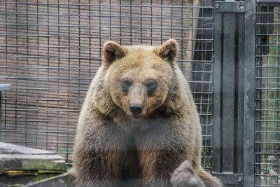 Portrait of lion in cage