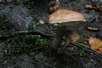 Close-up of mushroom growing on field