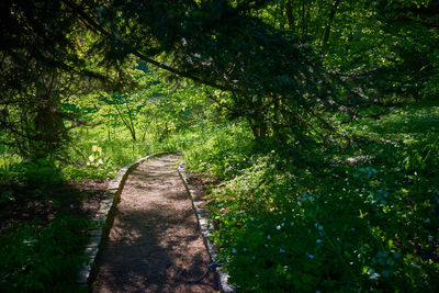 Footpath amidst trees in forest