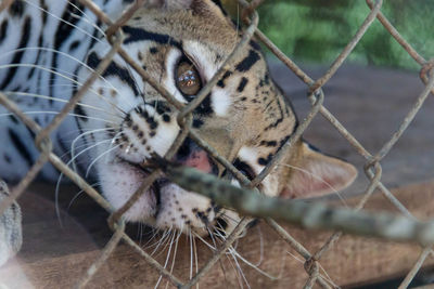 Close-up of tiger seen through chainlink fence