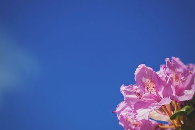 Close-up of pink flowers