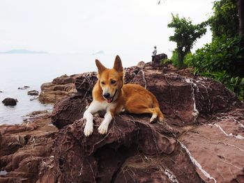 Dog standing on rock against sky