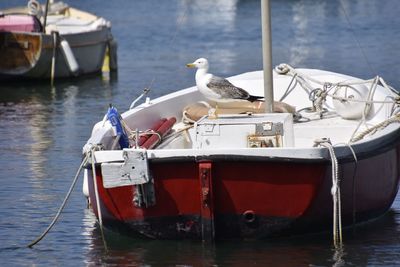 Seagull perching on boat moored in sea