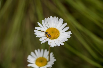 Close-up of bee on white flower