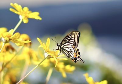 Close-up of butterfly pollinating on flower