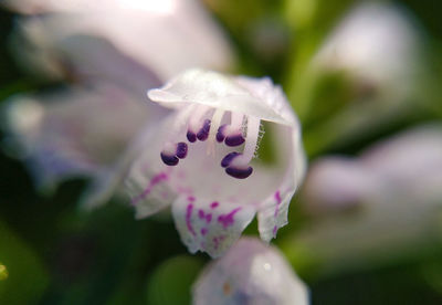 Close-up of plant against blurred background
