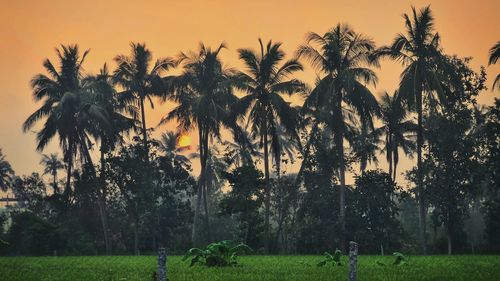 Palm trees on field against sky at sunset