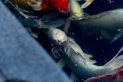 Close-up of fish swimming in sea