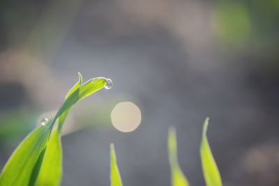 Close-up of raindrops on plant