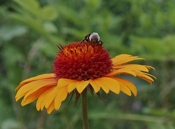 Close-up of bee on yellow flower