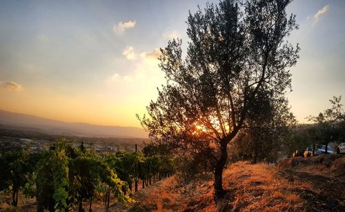 Trees on landscape against sky at sunset