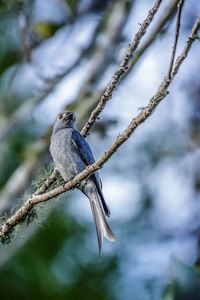 Close-up of bird perching on branch