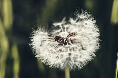 Close-up of dandelion flower