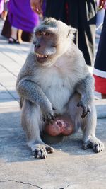 Close-up of monkey looking away while sitting on footpath in city