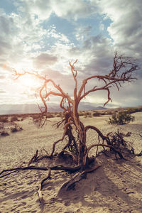 Driftwood on beach against sky