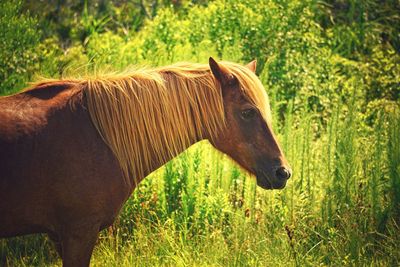 Horse grazing on grassy field