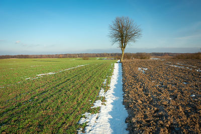 Snow and a lonely tree without leaves between the fields, the horizon and the evening blue sky