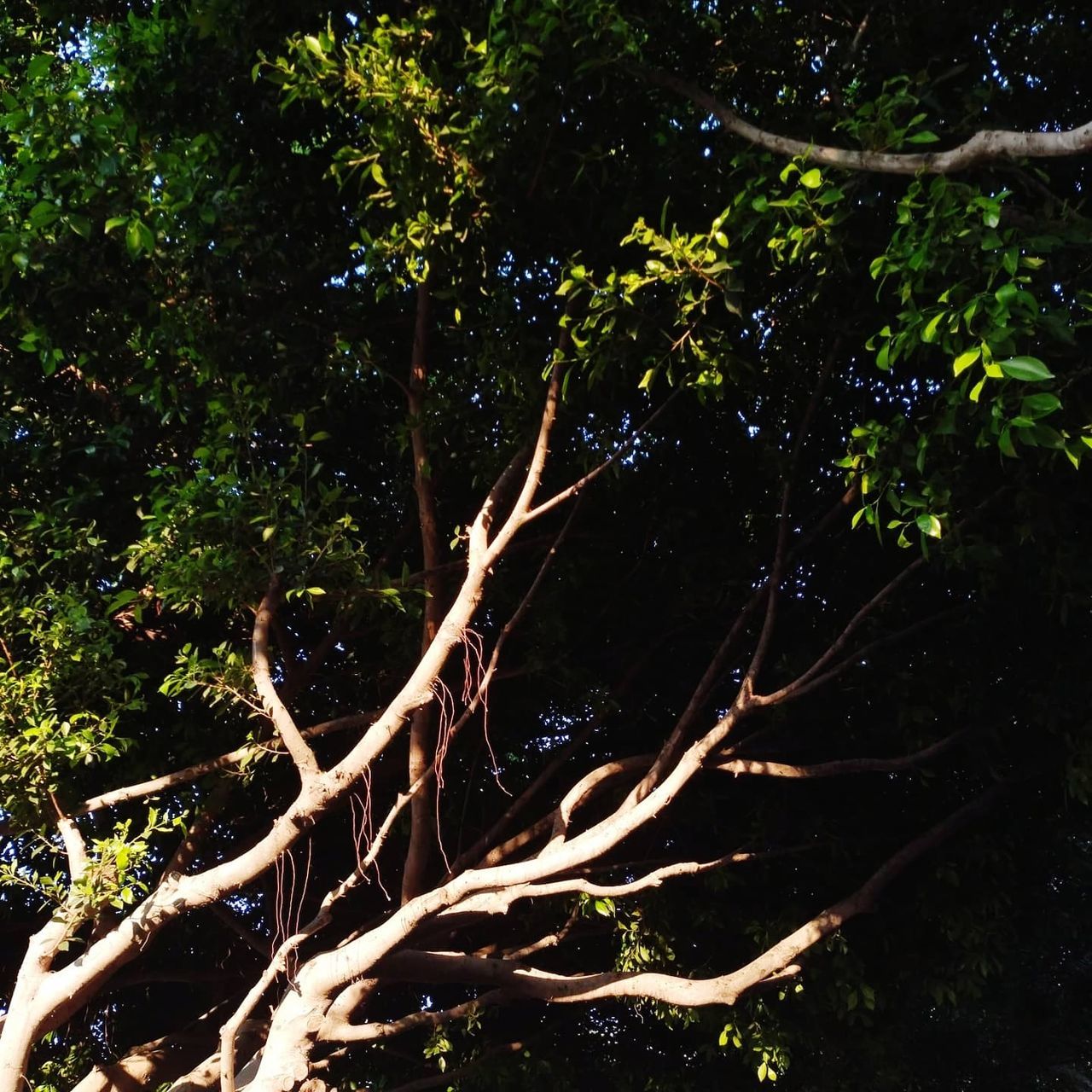 tree, plant, branch, nature, leaf, green, sunlight, growth, no people, flower, tranquility, beauty in nature, forest, outdoors, land, light, natural environment, tree trunk, trunk, day, low angle view, jungle, plant part, environment