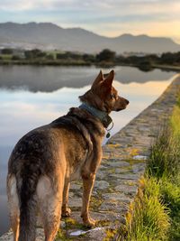 View of dog looking at lake
