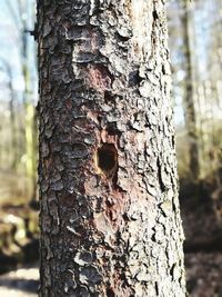 Close-up of lizard on tree trunk in forest