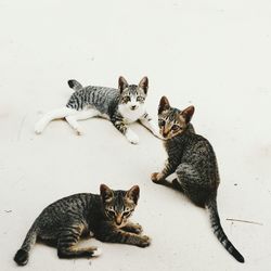 Portrait of kitten sitting on floor