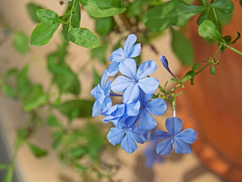 Close-up of purple flowering plant