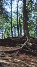 Trees in forest